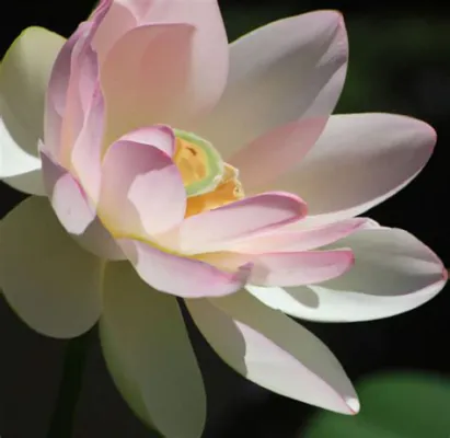 De Hemelse Dans van de Lotusbloem - Een Ontroerend Portret van Delicate schoonheid en Transitie